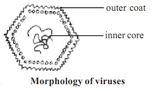 819_morphology of virus.jpg